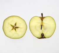 Gennemskårne Wheeler Russet æbler